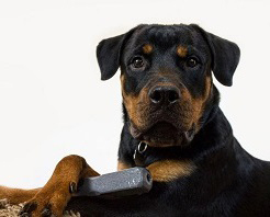 Indestructibone Chew Toys in Anywhere, CA at Restaurant.com